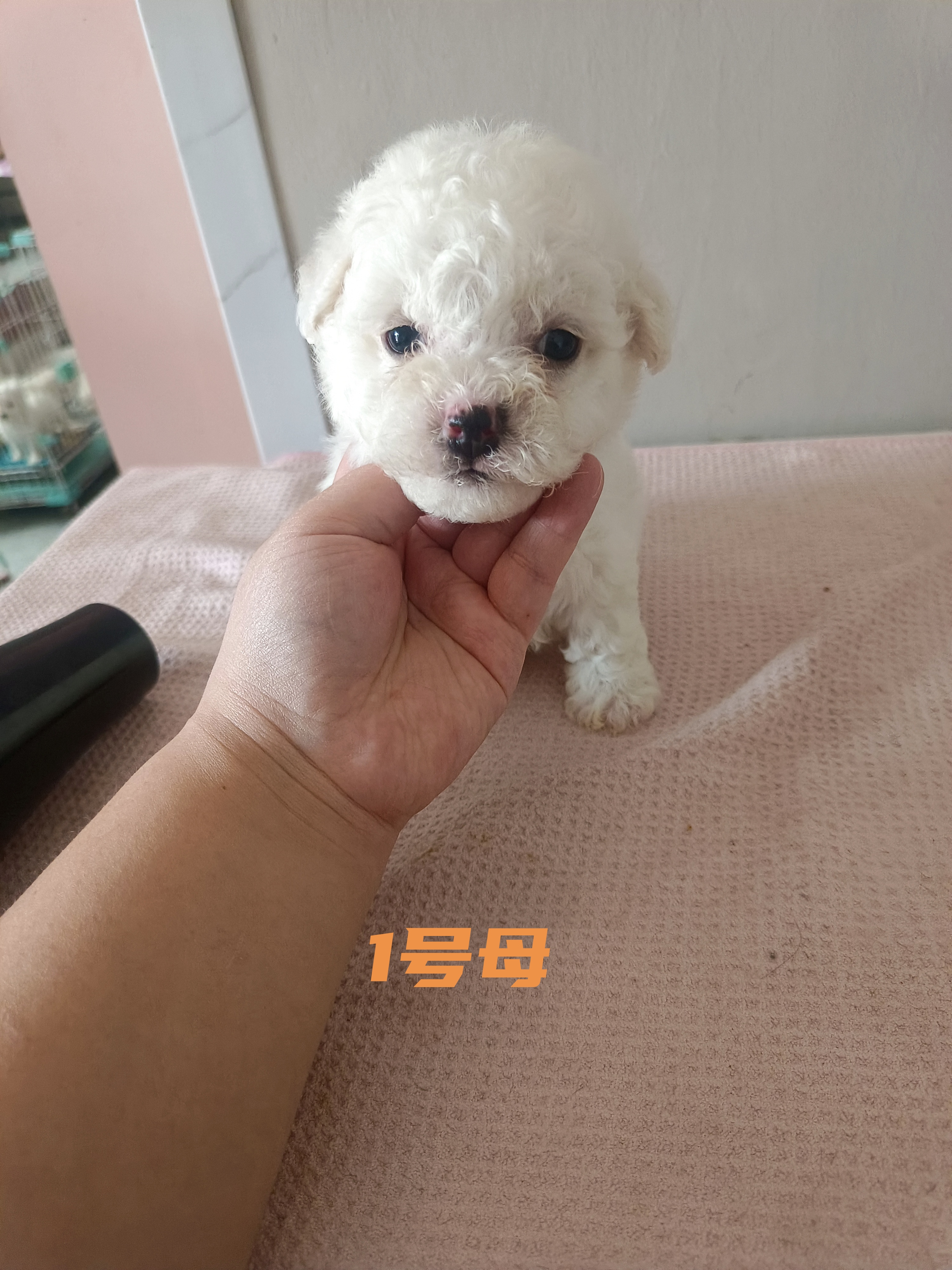 小比熊，40多天，自己家繁殖